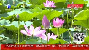 夏至已至 養(yǎng)生應護陽