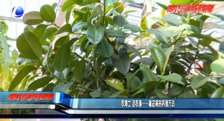 農(nóng)博士 話農(nóng)事——橡皮樹(shù)的養(yǎng)殖方法