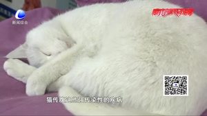 寵物經(jīng)濟火爆背后（三）：尊重生命 理性飼養(yǎng)