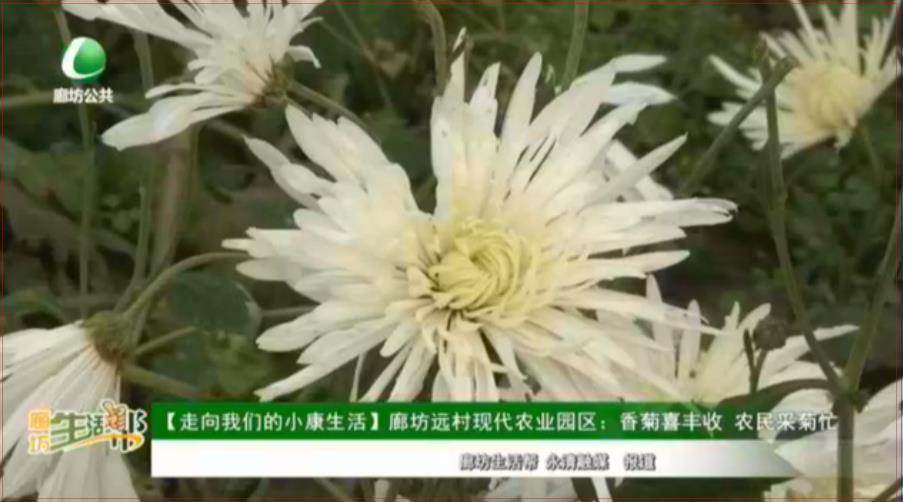 【走向我們的小康生活】 廊坊遠村現(xiàn)代農(nóng)業(yè)園區(qū)：香菊喜豐收 農(nóng)民采菊忙