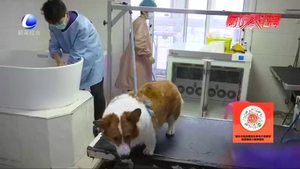 【記者調(diào)查】寵物醫(yī)保 你怎么看？