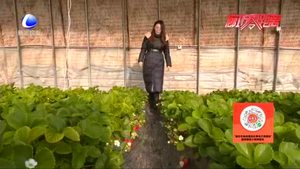 冬日草莓采摘正當(dāng)時 盡享“莓”好時光