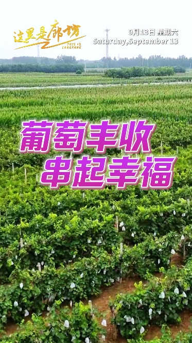 【這里是廊坊】葡萄豐收 串起幸福