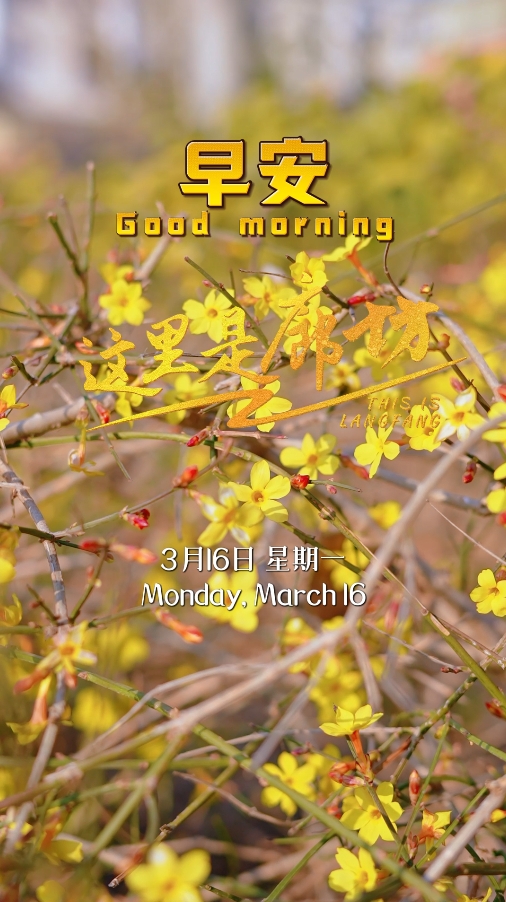 【這里是廊坊】迎春花開 春意愈濃