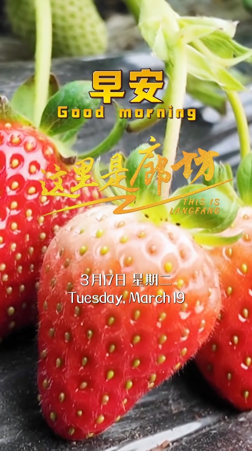 【這里是廊坊】“莓”好時光 正在派送