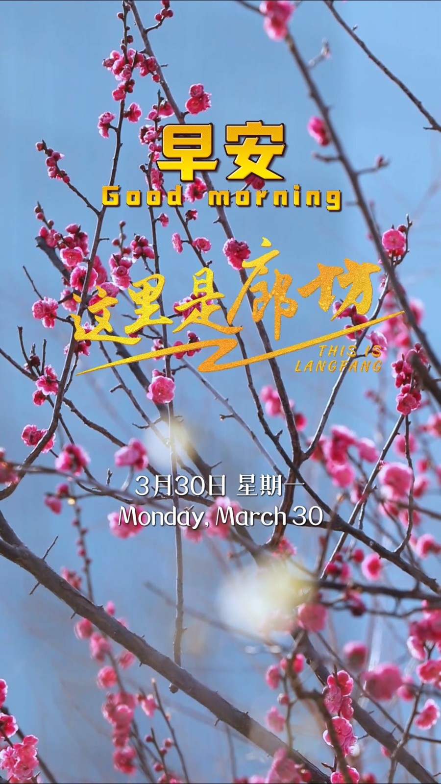 【這里是廊坊】“春會來，事會順，人會好，花會開?！贝猴L拂過，所有美好都會如約而來。